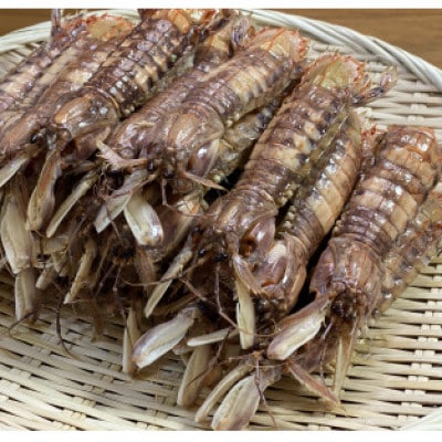 小樽産しゃこはなまら大きくてびっくり!春の浜茹でしゃこ オス8尾x4パック(合計32尾)