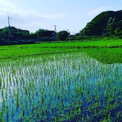 【令和3年産】北海道小樽産 ゆめぴりか 精米 3kg×2袋 《おたる木露ファーム》