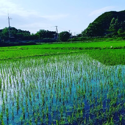 【令和3年産】北海道小樽産 ゆめぴりか 精米と玄米 各3kgセット 《おたる木露ファーム》