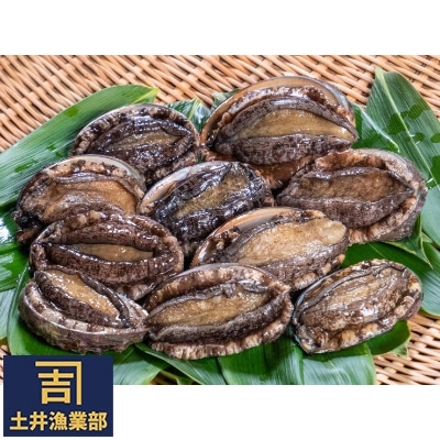 漁師直送、北海道産活蝦夷アワビ(10個～12個)