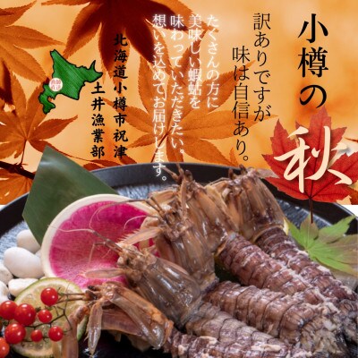 【訳あり】北海道小樽産 漁師直送浜茹でシャコ(冷凍)オス・メス各20匹