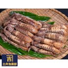 小樽産 漁師直送 浜茹でシャコ(冷凍)、オス500g・ メス500g 計1kg(各8匹～)