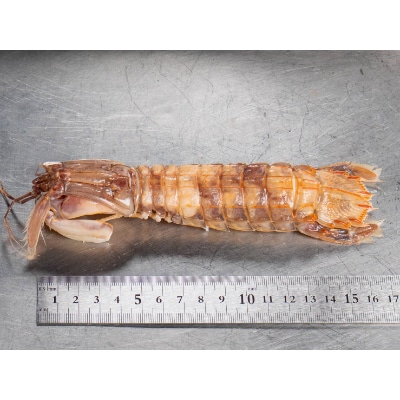 小樽産 漁師直送 浜茹でシャコ(冷凍)、オス500g・メス500g<各8匹〜>