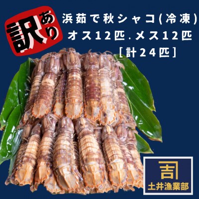 【訳あり】北海道小樽産 漁師直送浜茹でシャコ(冷凍)オス12匹・メス12匹＜計24匹＞