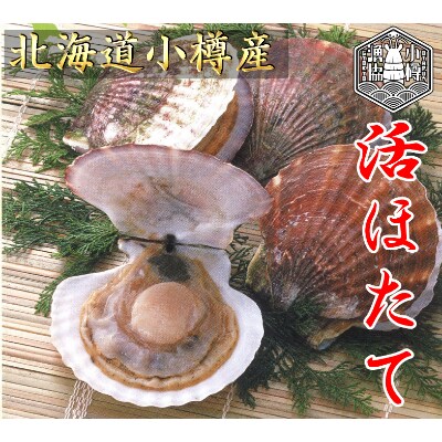 【令和3年11月発送分】小樽市漁業協同組合 小樽産 活ホタテ 2年貝(約11cm・3.0kg前後)