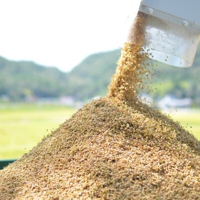 いいスタイル コシヒカリ 三田市 ふるさと納税 ふるさと納税 三田市波豆川産コシヒカリ 軍ちゃんのお米 5kg 2 三田市 米 雑穀 粉類 Weareonecf Com