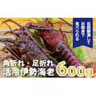 バタバタしたら角と足がとれちゃいました　活冷伊勢えび 約600g〈訳あり(不揃い)〉【BB25】