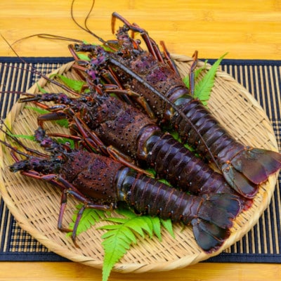 バタバタしたら角と足がとれちゃいました　活冷伊勢えび 約1kg〈訳あり(不揃い)〉【CC21】