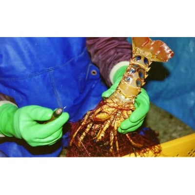 バタバタしたら角と足がとれちゃいました　活冷伊勢えび 約1kg〈訳あり(不揃い)〉【CC21】