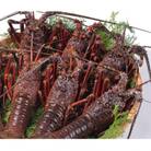 活け締め冷凍伊勢海老(刺身用) 約2.4kg[3尾～6尾]【FF16】