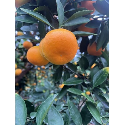 【2026年7月以降配送】仲森農園の「温室みかん」(2.5kg)