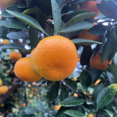 【2026年7月以降配送】仲森農園の「温室みかん」(2.5kg)