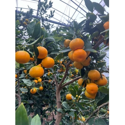 【2026年7月以降配送】仲森農園の「温室みかん」(2.5kg)