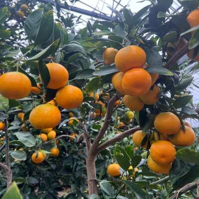 【2026年7月以降配送】仲森農園の「温室みかん」(2.5kg)