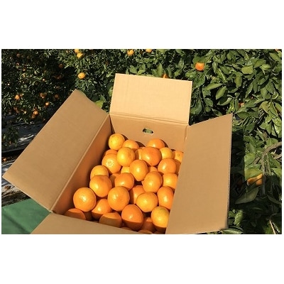 仲森農園の【完熟】熊野みかん(10kg)