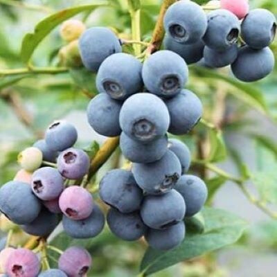 【2026年9月頃から順次発送予定】冷凍ブルーベリー　1kg