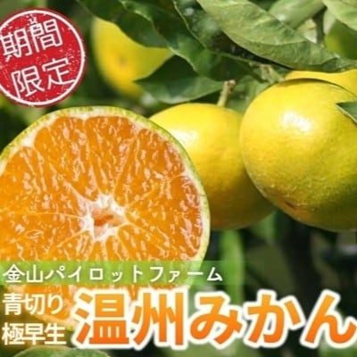 【2026年9月下旬ごろから順次発送予定金山パイロットファームの温州みかん10kg(極早生・青切り)
