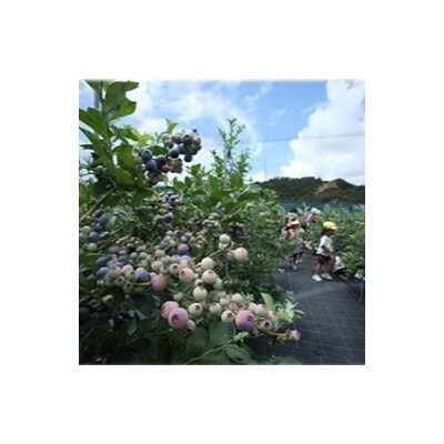 【2026年9月頃から発送予定】冷凍ブルーベリー　3kg