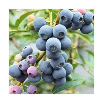 【2026年9.月頃から発送予定】冷凍ブルーベリー　3kg