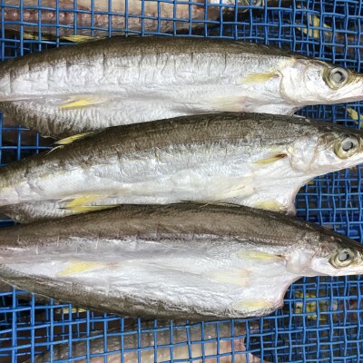 ひもの詰め合わせ　しあわせセット