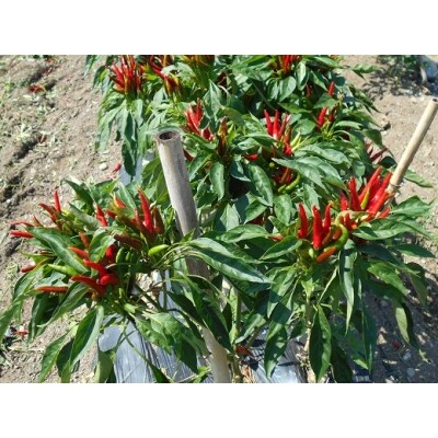 【テレビで紹介されました】熊野唐辛子ギフト5(一味唐辛子(プリッキーヌ・ハバネロ)各1本+生唐辛子)