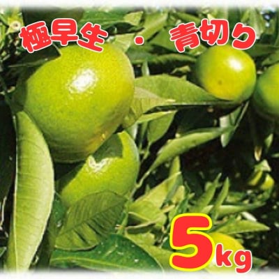 金山パイロットファームの温州みかん5kg(極早生・青切り)