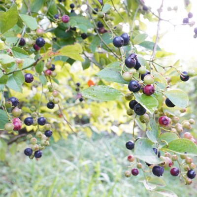 【先行受付】童集乃村ブルーベリー(生果)1kg