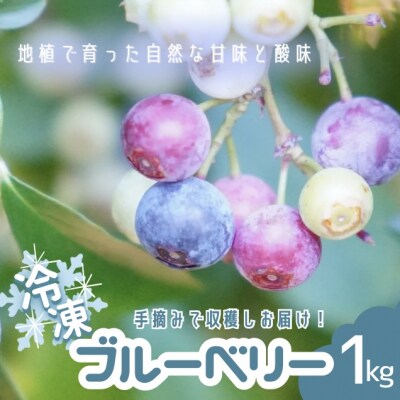 【先行受付】童集乃村ブルーベリー(冷凍)1kg