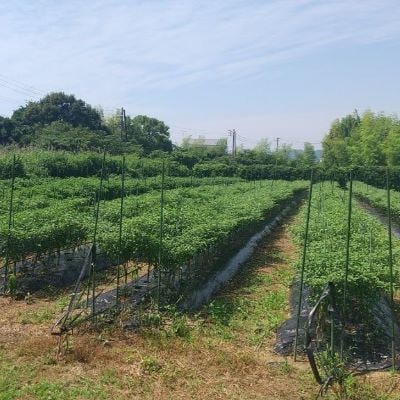 【テレビで紹介されました】熊野唐辛子ギフト7(一味唐辛子(ハバネロ)2本+生唐辛子)