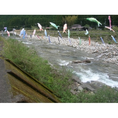 大又川アユ友釣り 年券鑑札 引換券