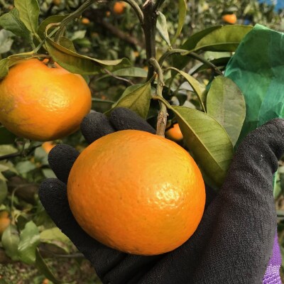 【2026年4月よりお届け!】先行受付【アタシカ果樹】 熊野新鹿産カラマンダリン(3kg)