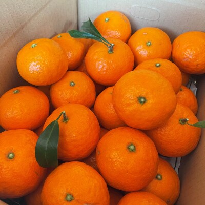 【2026年4月よりお届け!】先行受付【アタシカ果樹】 熊野新鹿産カラマンダリン(3kg)