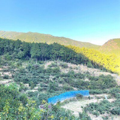 【2026年4月よりお届け!】先行受付【アタシカ果樹】 熊野新鹿産カラマンダリン(3kg)