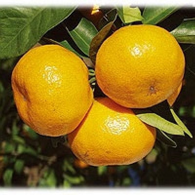 【2026年11月ごろから順次発送予定】金山パイロットファームの【温州みかん5kg(早生)】