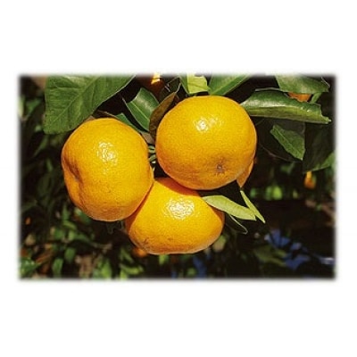 【テレビで紹介されました】金山パイロットファームの【温州みかん10Kg(早生)】