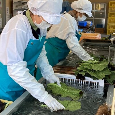 熊野特産　たかな漬「めはり」100g×5袋　きざみ用100g×5袋【化粧箱入り】