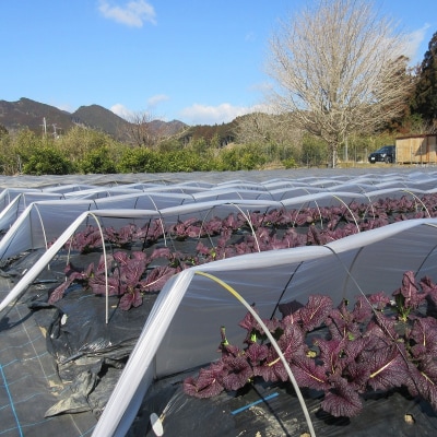 熊野特産　たかな漬「めはり」100g×8袋　きざみ用100g×2袋【化粧箱入り】