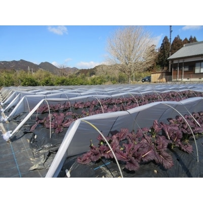 熊野特産　たかな漬「めはり」100g×10袋　きざみ用100g×10袋