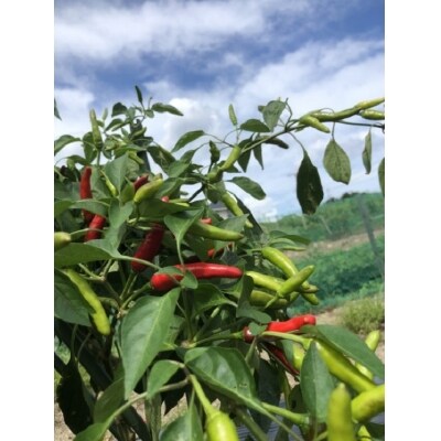 【テレビで紹介されました】【熊野唐辛子】プリッキーヌ(乾燥) 1000g