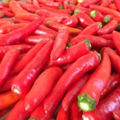 【テレビで紹介されました】【熊野唐辛子】プリッキーヌ(乾燥) 1000g