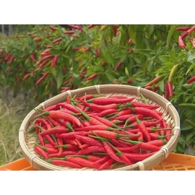 【テレビで紹介されました】【熊野唐辛子】プリッキーヌ(乾燥) 1000g