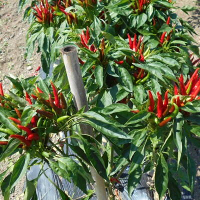 【テレビで紹介されました】【熊野唐辛子】プリッキーヌ(乾燥) 1000g