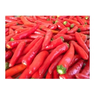 【テレビで紹介されました】【熊野唐辛子】プリッキーヌ(粉末) 1000g