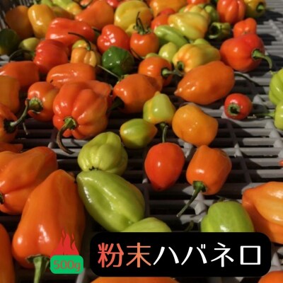 【テレビで紹介されました】【熊野唐辛子】ハバネロ(粉末) 500g