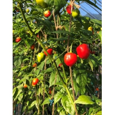 【テレビで紹介されました】【熊野唐辛子】ハバネロ(粉末) 500g