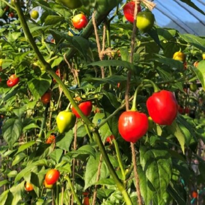 【テレビで紹介されました】【熊野唐辛子】ハバネロ(粉末) 500g