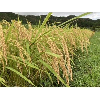 【令和7年☆新米】あそぼ米(こしひかり)10Kg