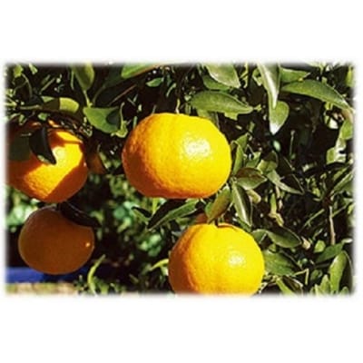 金山パイロットファームの【ポンカン5kg】