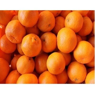 金山パイロットファームの【ポンカン5kg】