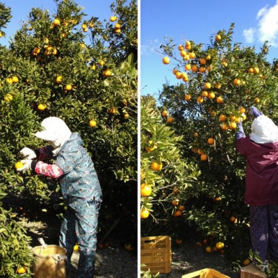 6自然塾　季節の柑橘詰合せ　小【1回】
